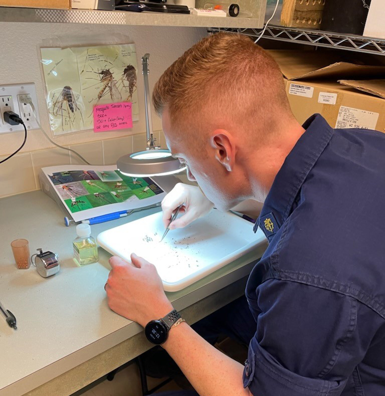 LCDR Zachary Hargis prepares mosquito specimens for West Nile virus testing