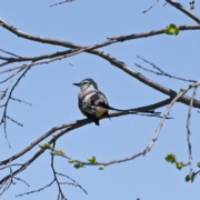 Scissor Tail (Oklahoma Bird)