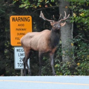 Bull Elk Near Road
