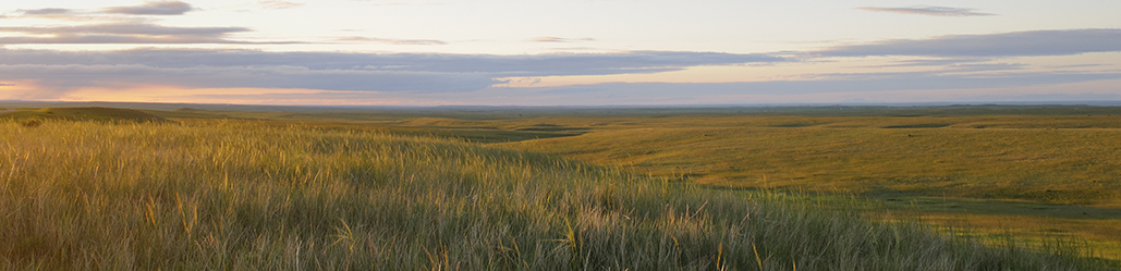 Grasslands